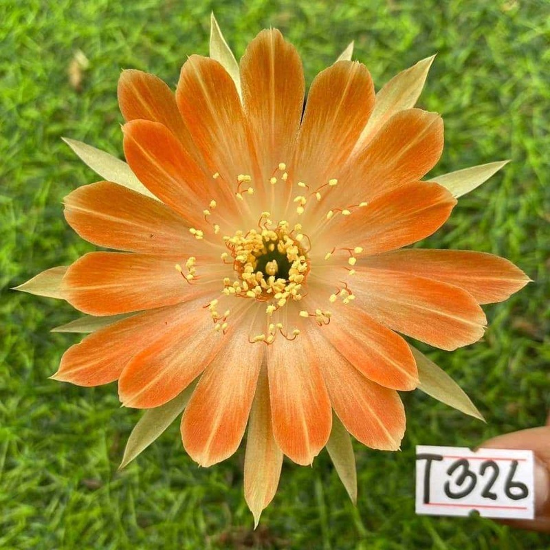 Lobivia Eclipse Glow