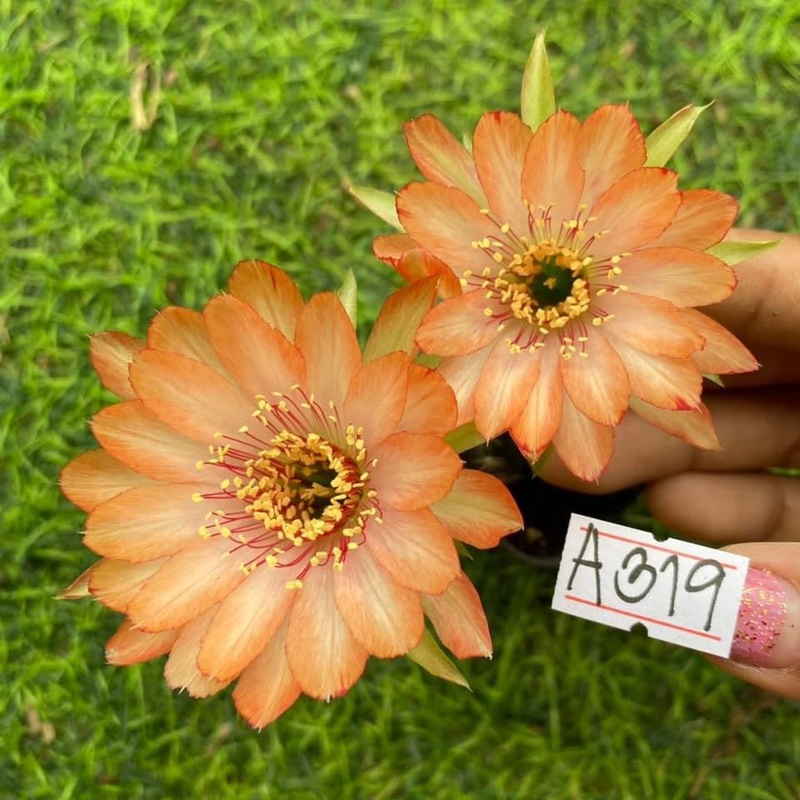 Lobivia Electric Bloom
