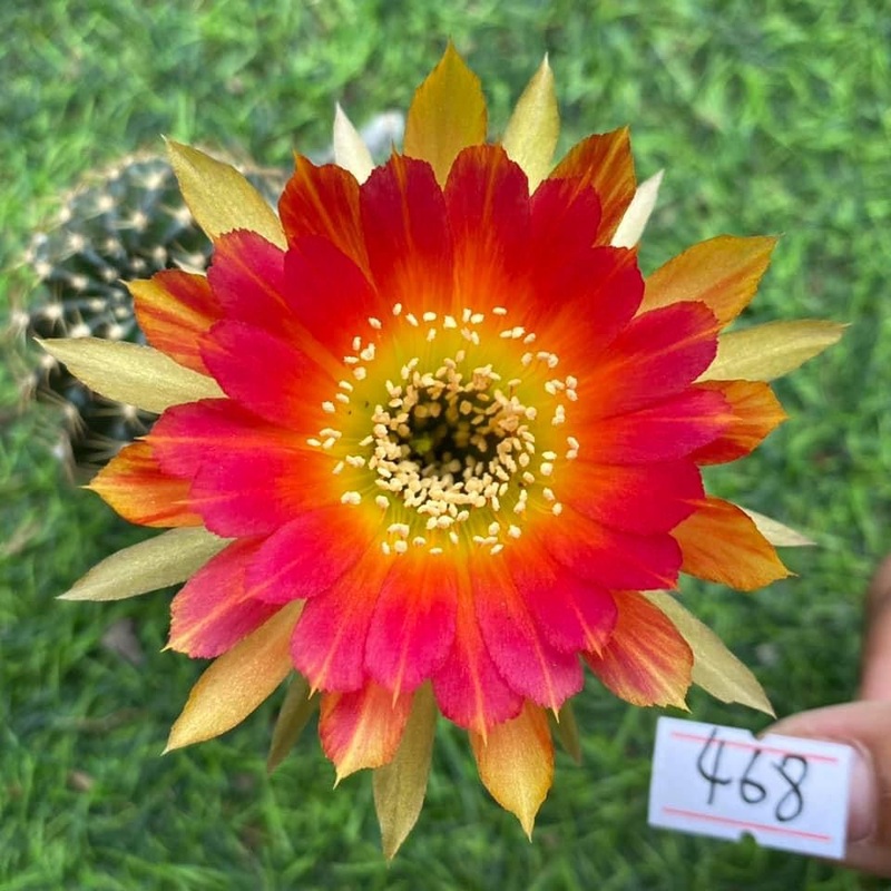 Lobivia Fairy Bloom