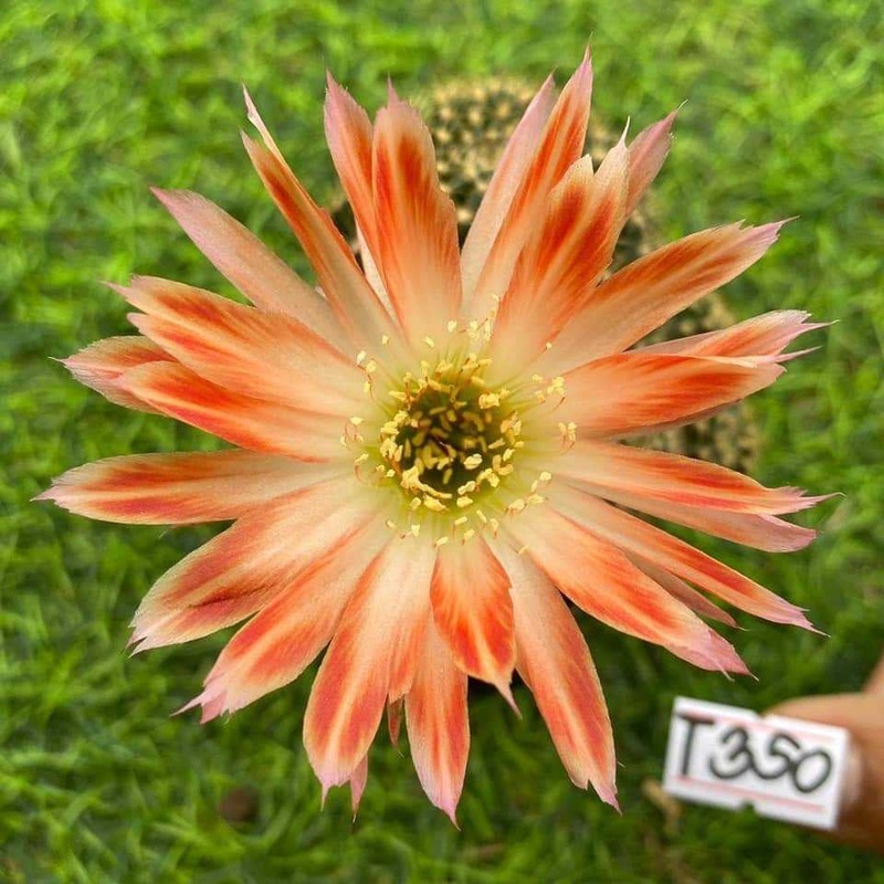 Lobivia Fairy Flare