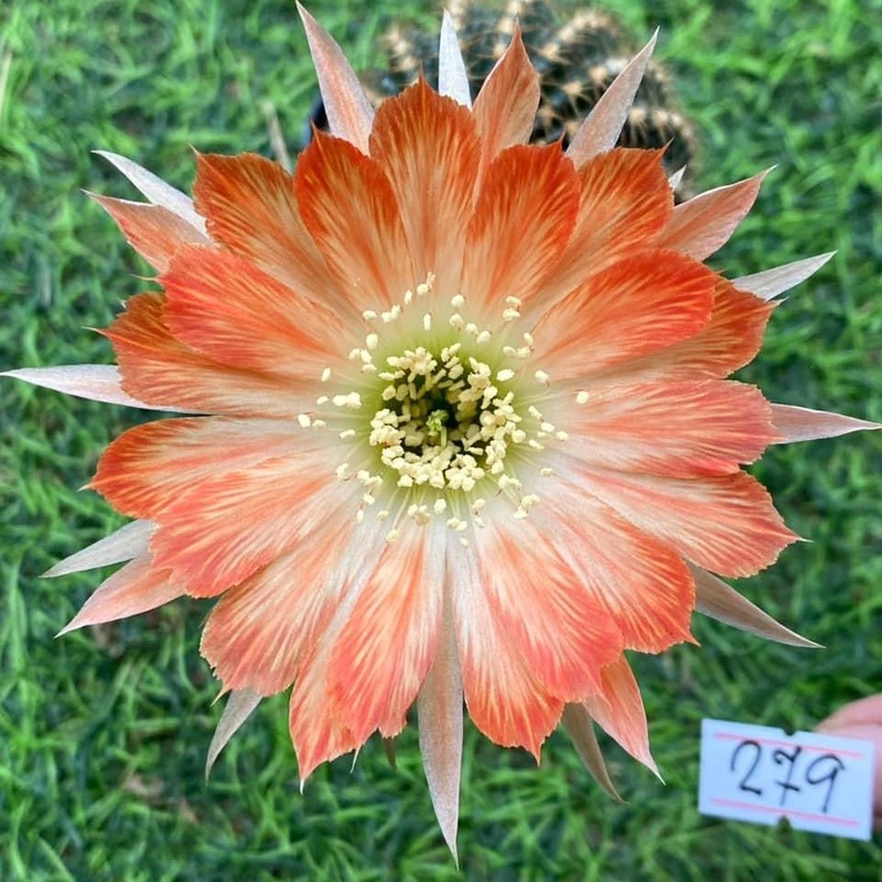 Lobivia Frosted Petal