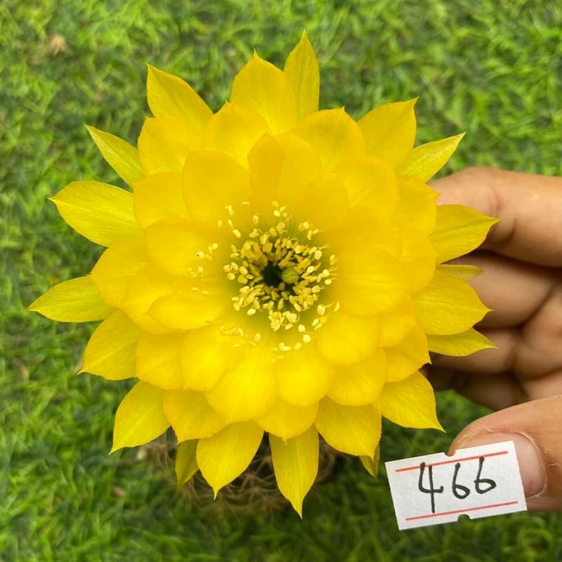 Lobivia Honeydew Halo