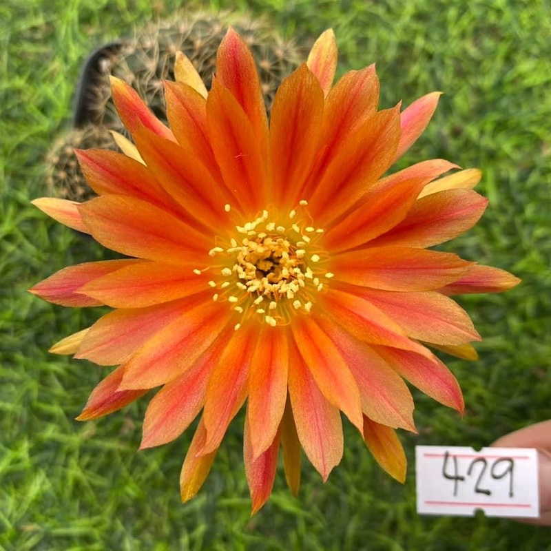 Lobivia Lilac Whirl