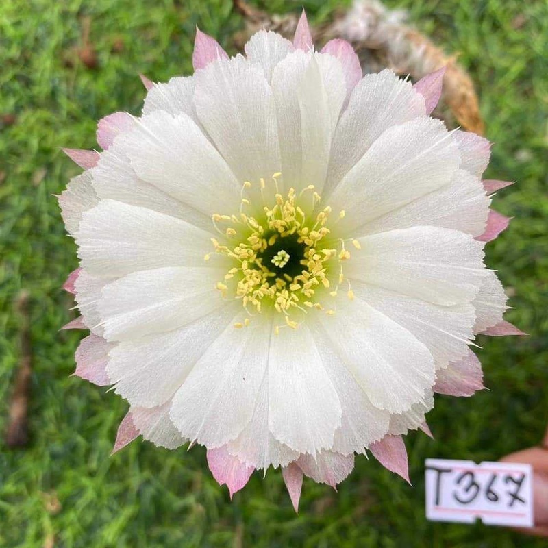 Lobivia Milky Blush