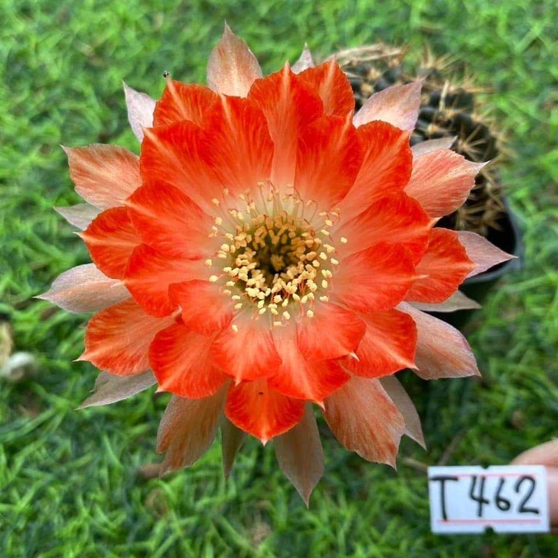 Lobivia Orange Puff