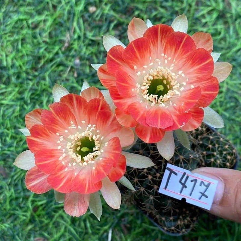 Lobivia Peach Petal