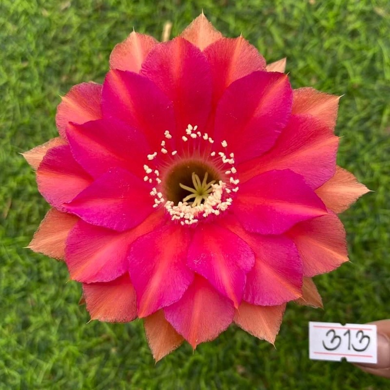 Lobivia Peachy Glow