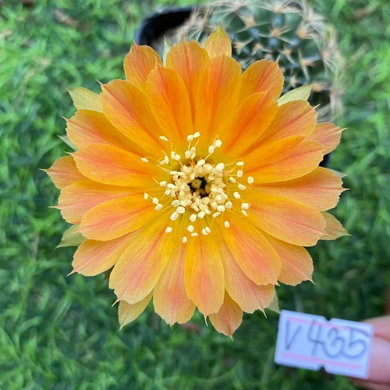 Lobivia Pixie Pearl