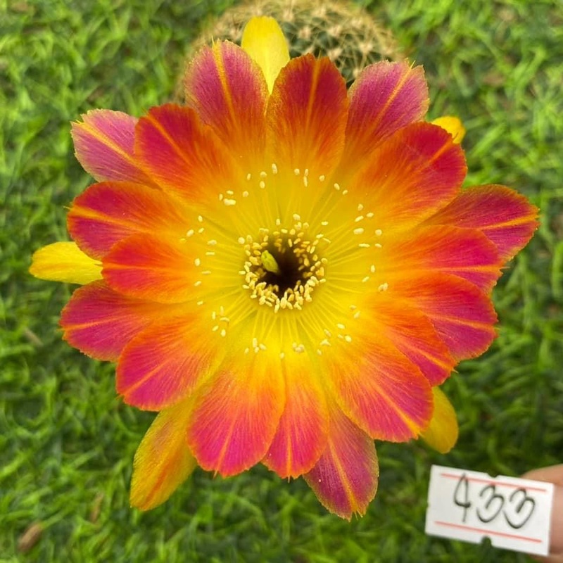 Lobivia Starlight Sprinkle