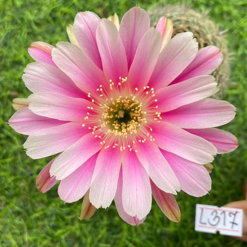 Lobivia Sugar Blossom