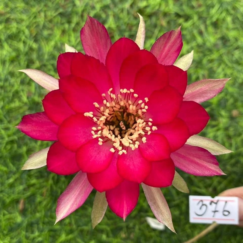 Lobivia Sugarplum Shine