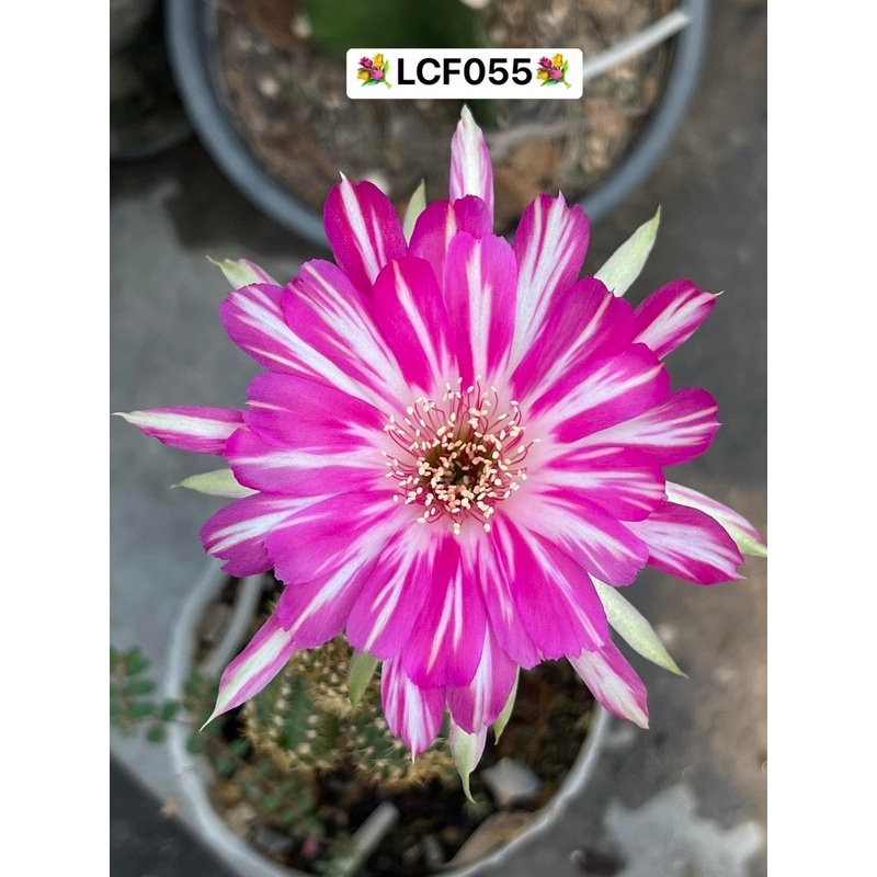 Lobivia Sunny Fluff