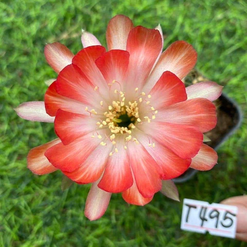 Lobivia Sunny Sprinkle