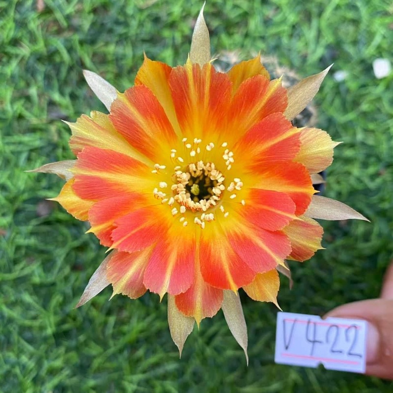 Lobivia Sunny Sprout