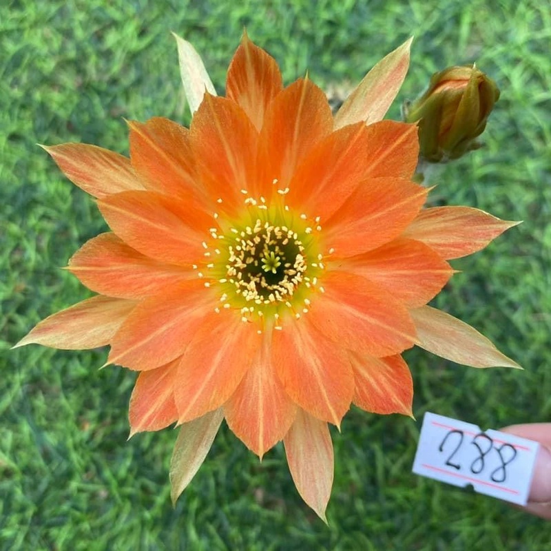 Lobivia Sunny Swirl