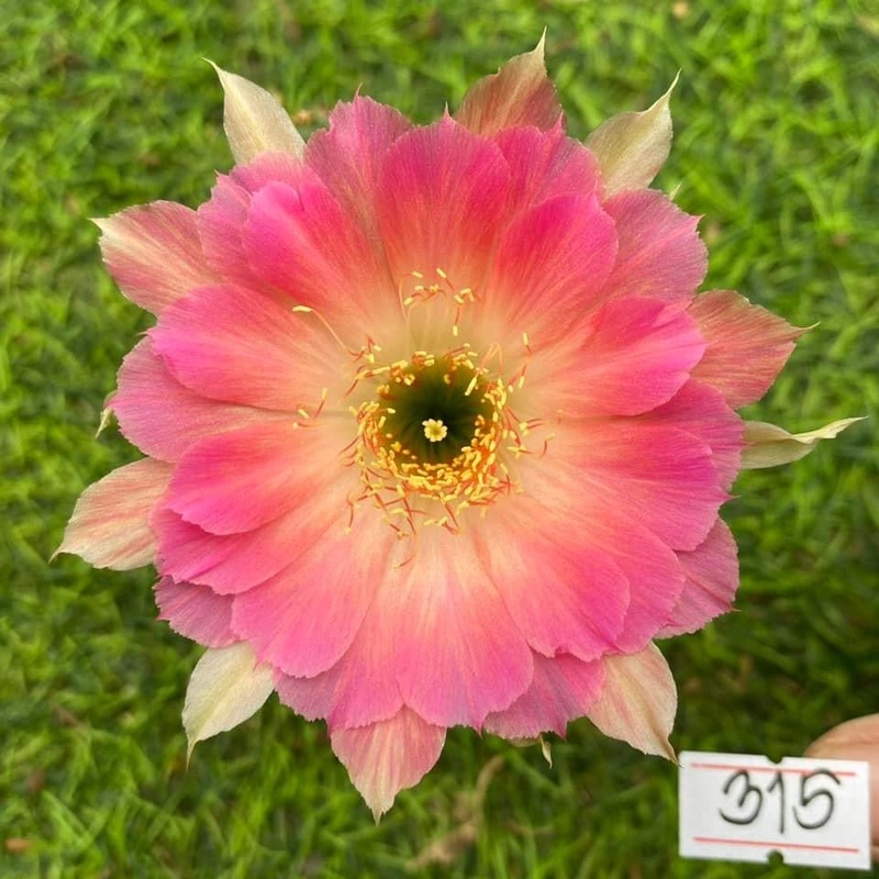 Lobivia Twinkle Puff
