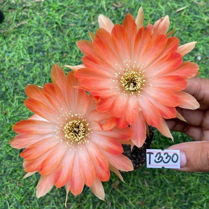 Lobivia Wild Ember