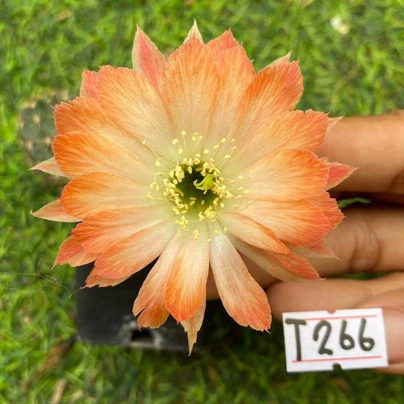 Lobivia Wild Nectar