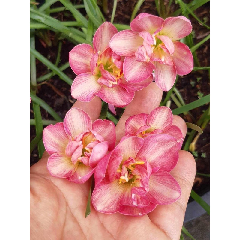Rain Lily Angela