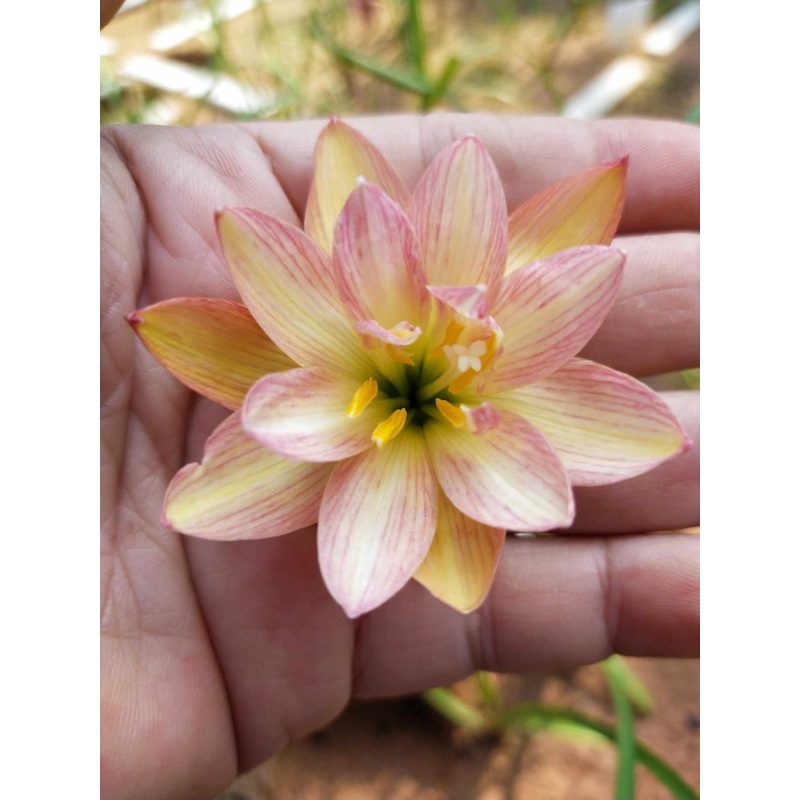 Rain Lily Baw Ngam