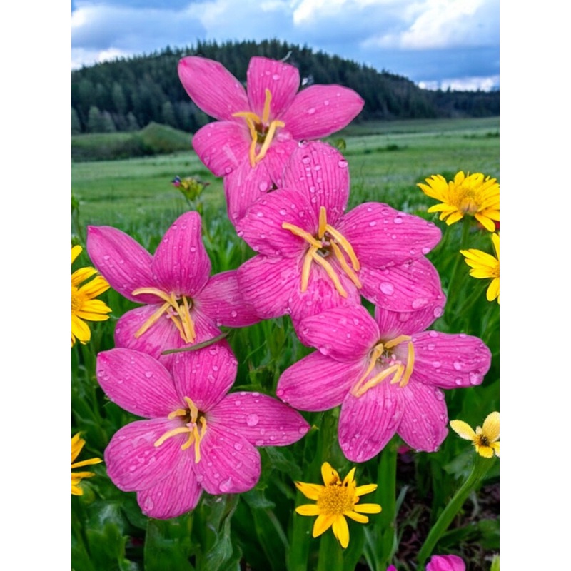 Rain Lily Dewy Rose