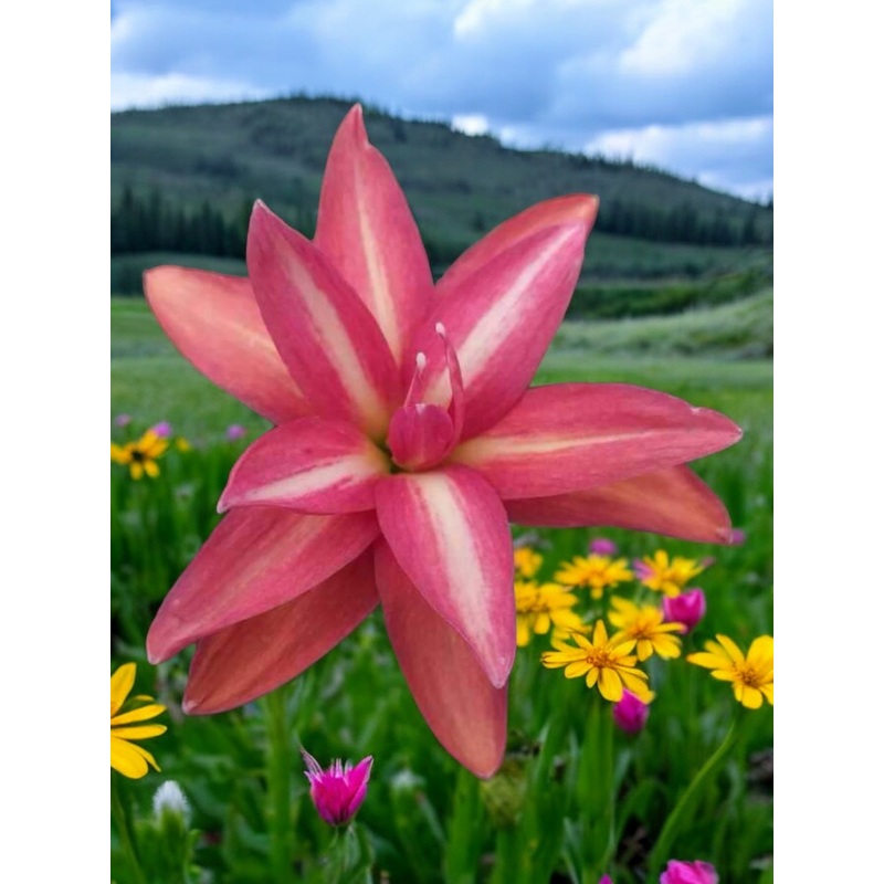 Rain Lily DW 1