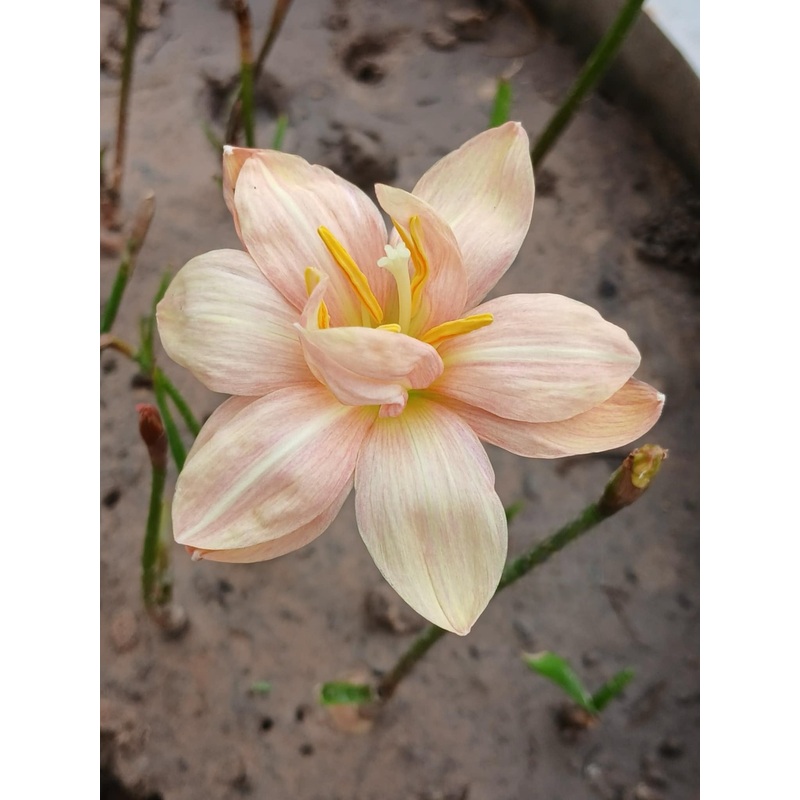 Rain Lily DW 10