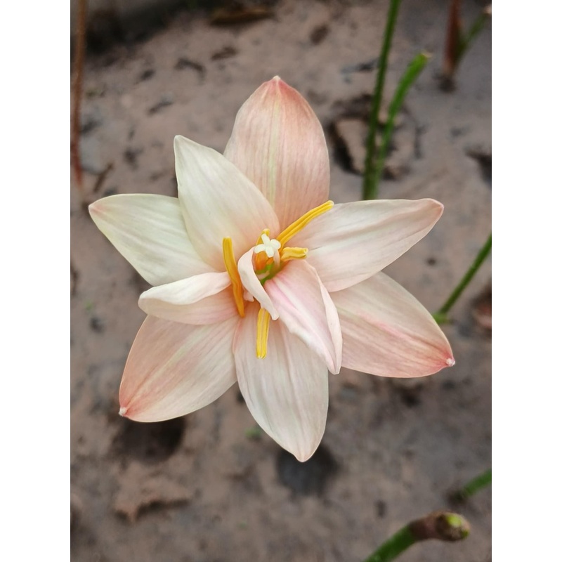 Rain Lily DW 11