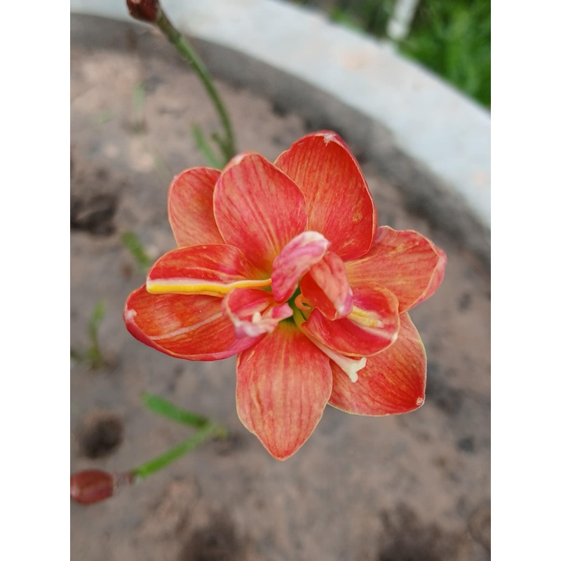 Rain Lily DW 12