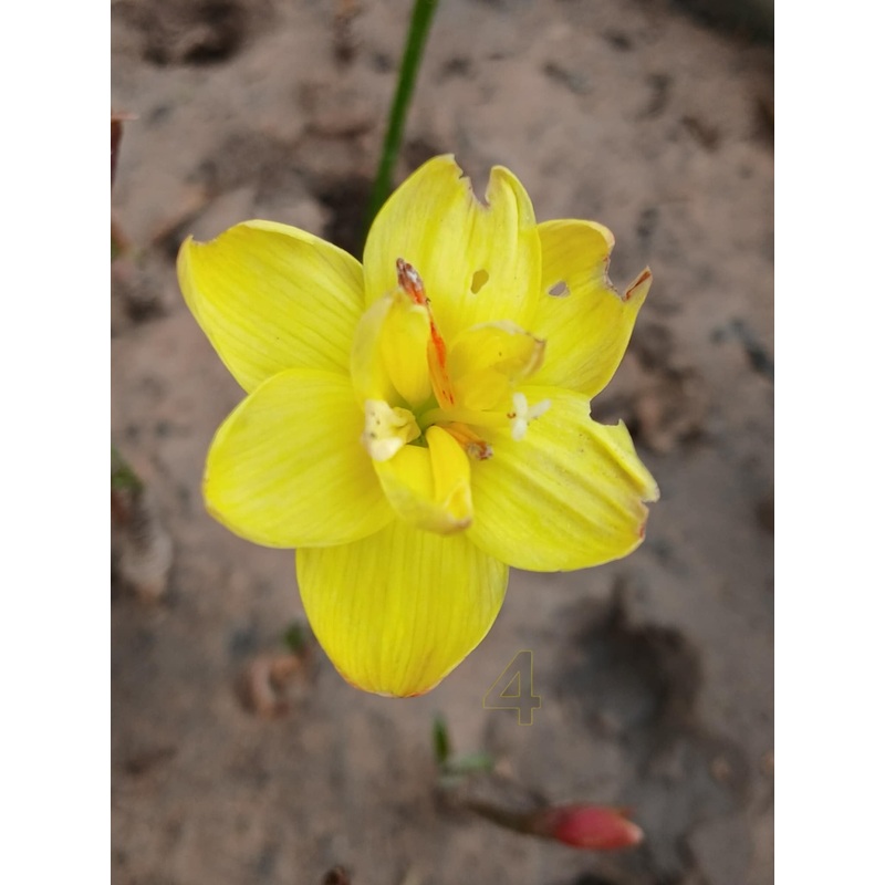Rain Lily DW 13