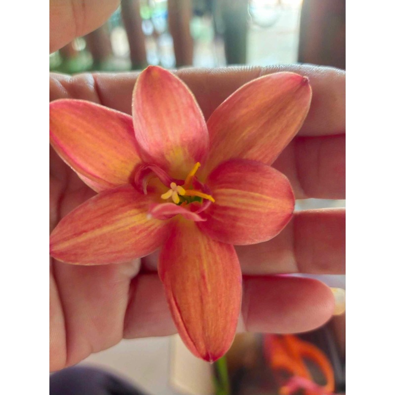 Rain Lily DW 49