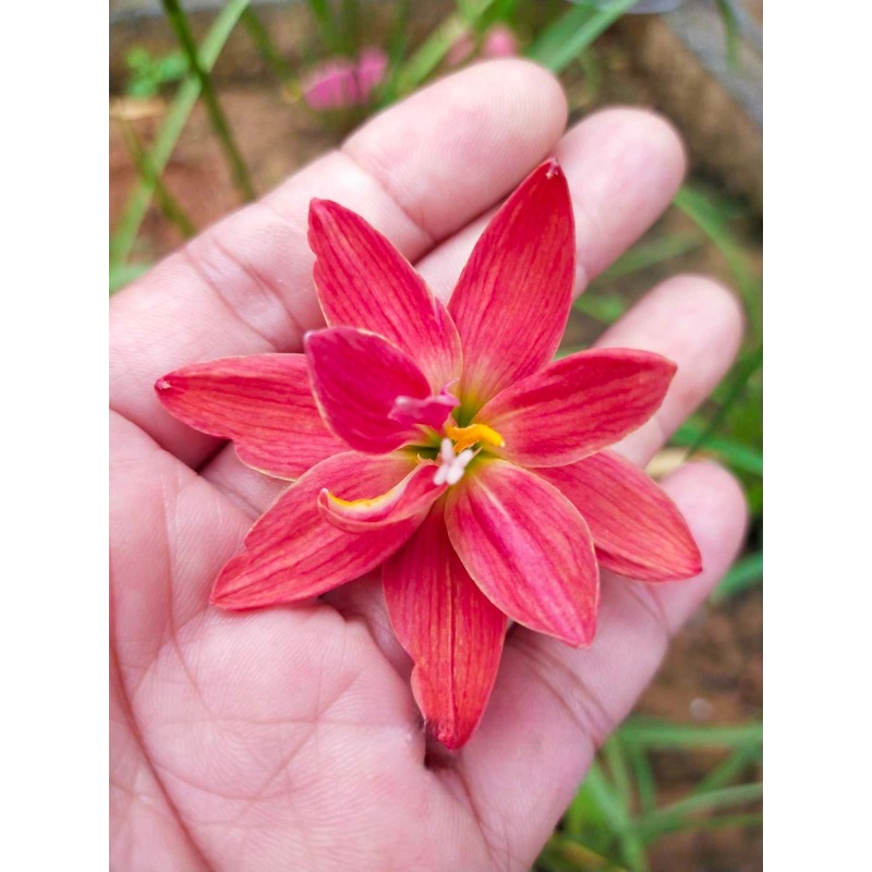 Rain Lily DW 50