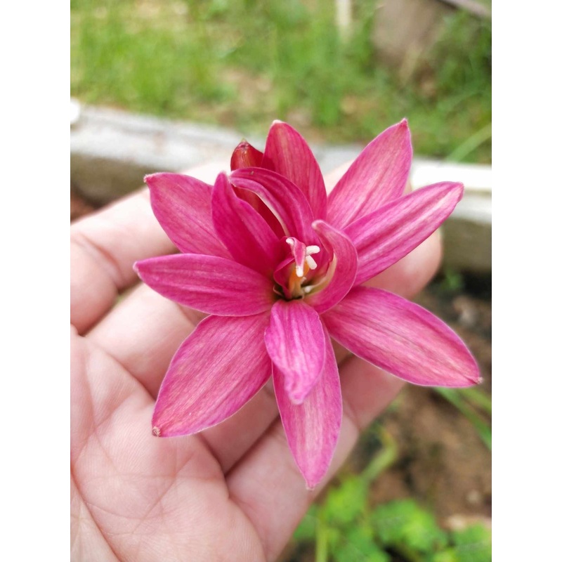 Rain Lily DW 51