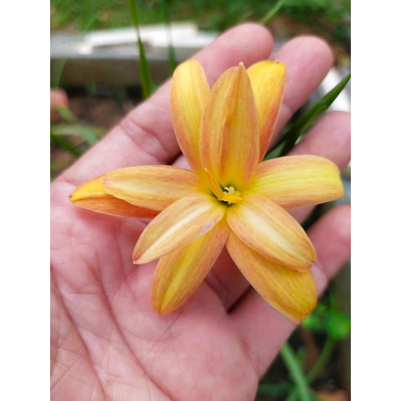 Rain Lily DW 52
