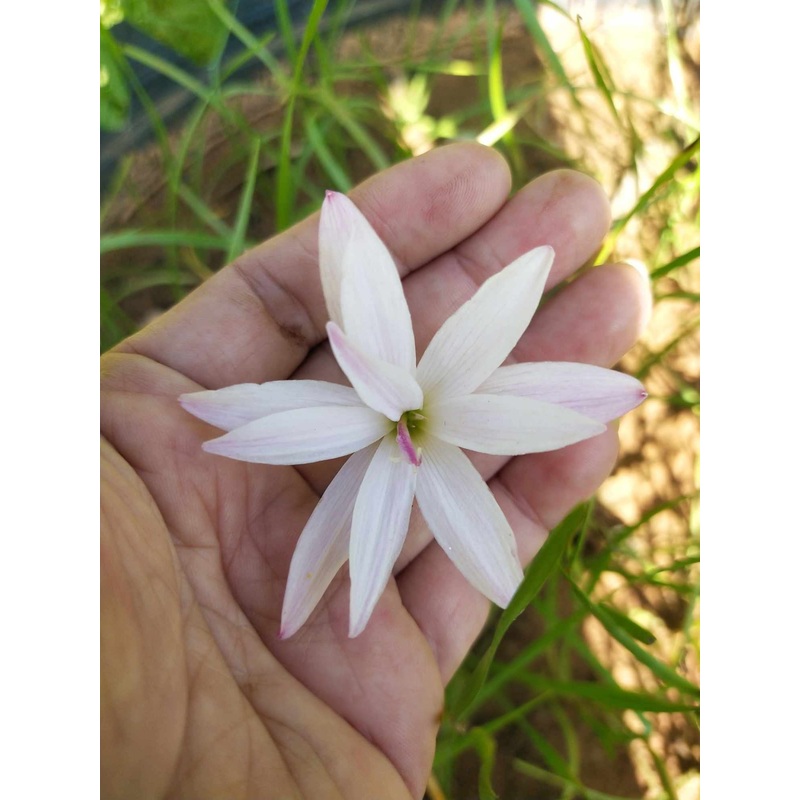 Rain Lily Dwng Kaew