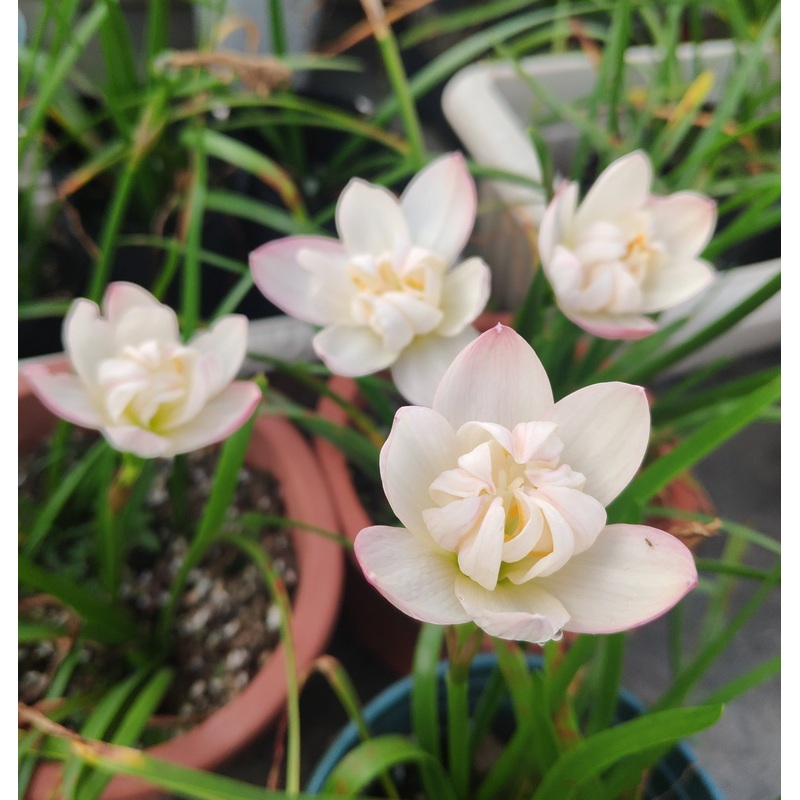 Rain Lily Edelweiss