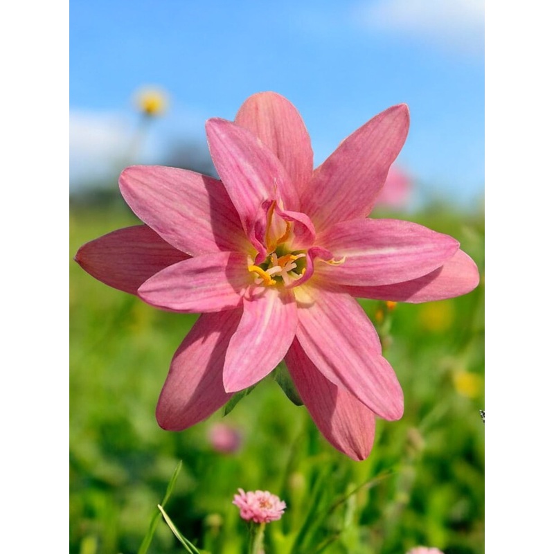 Rain Lily Elachi