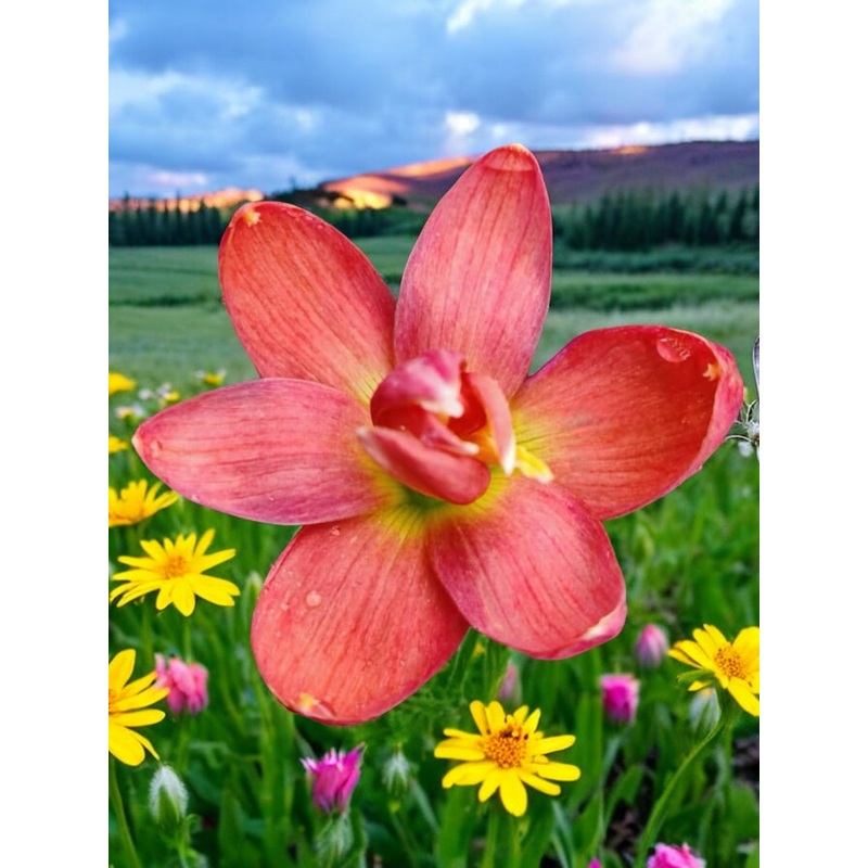 Rain Lily Embrace