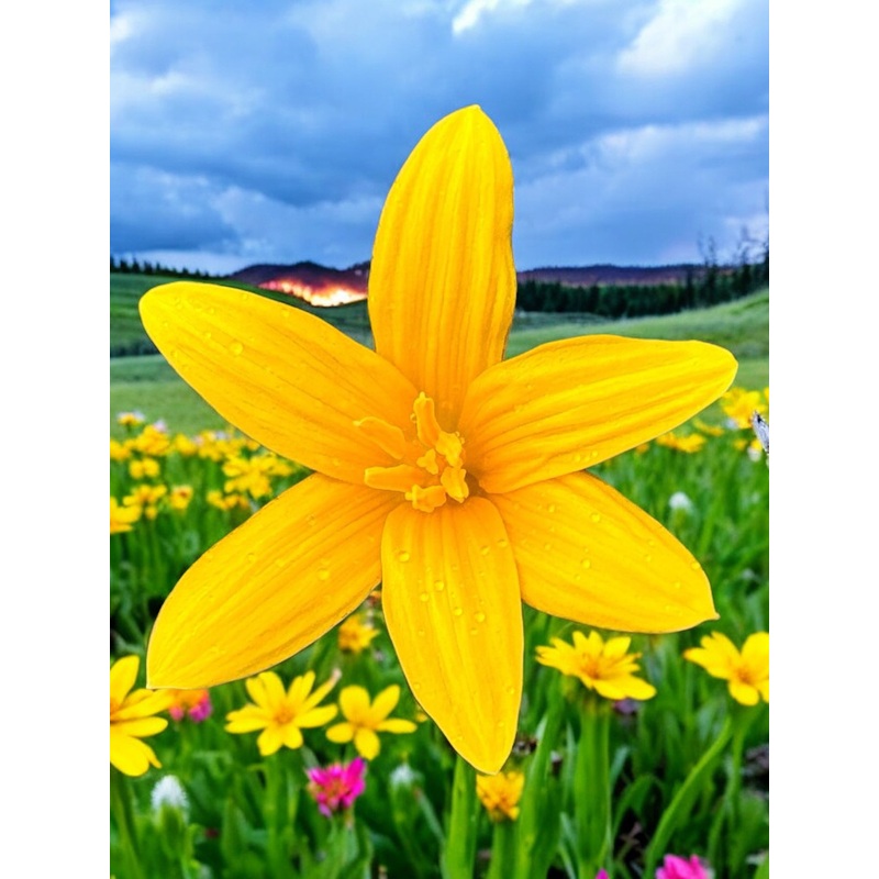 Rain Lily Flavissima