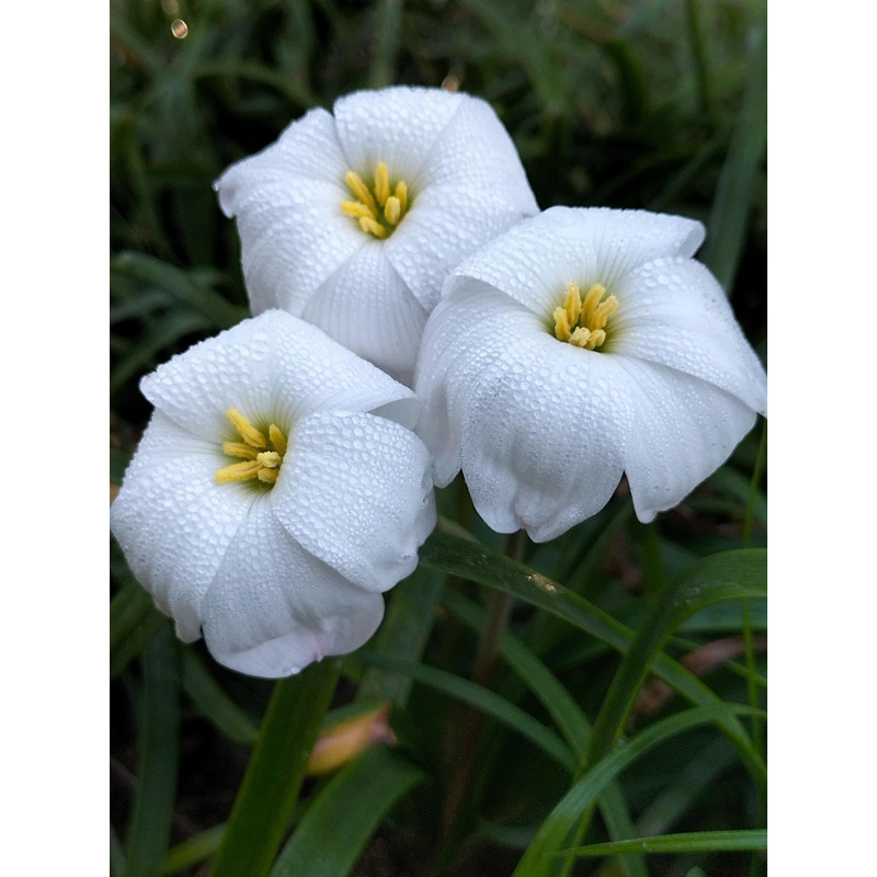 Rain Lily Floating Clouds