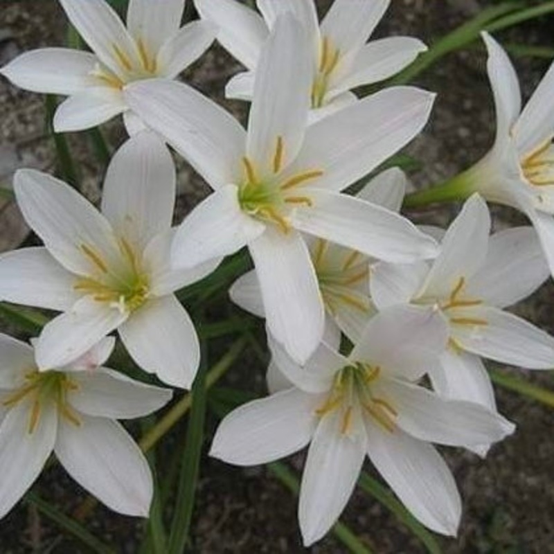 Rain Lily Full Moon