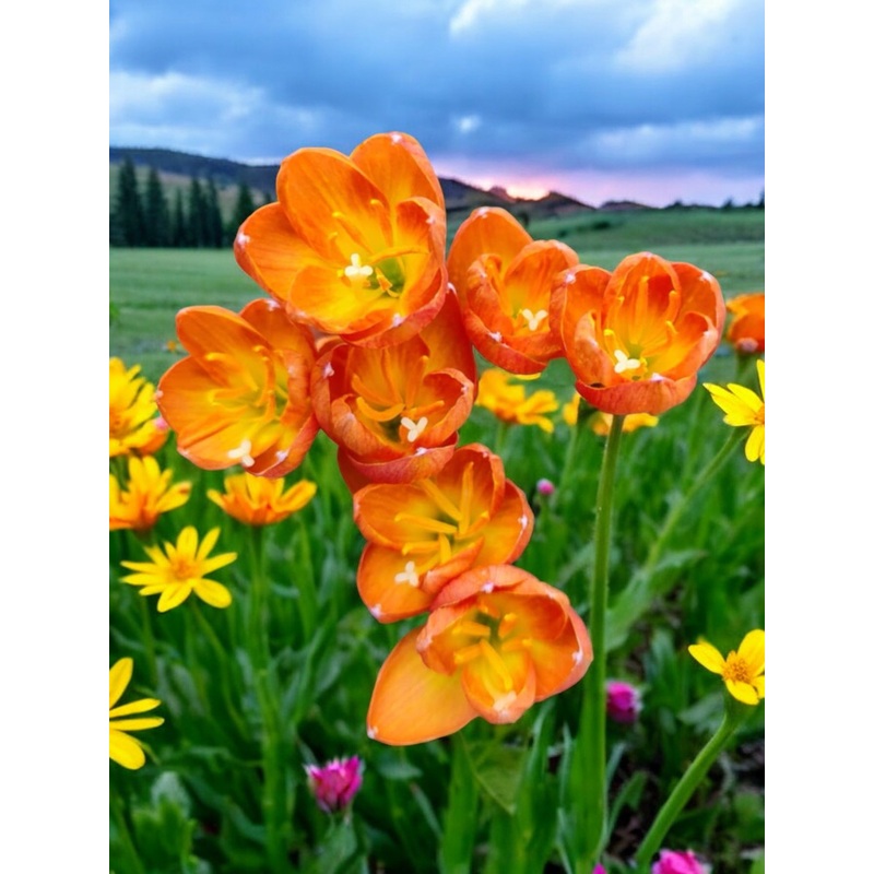 Rain Lily Honey Dew