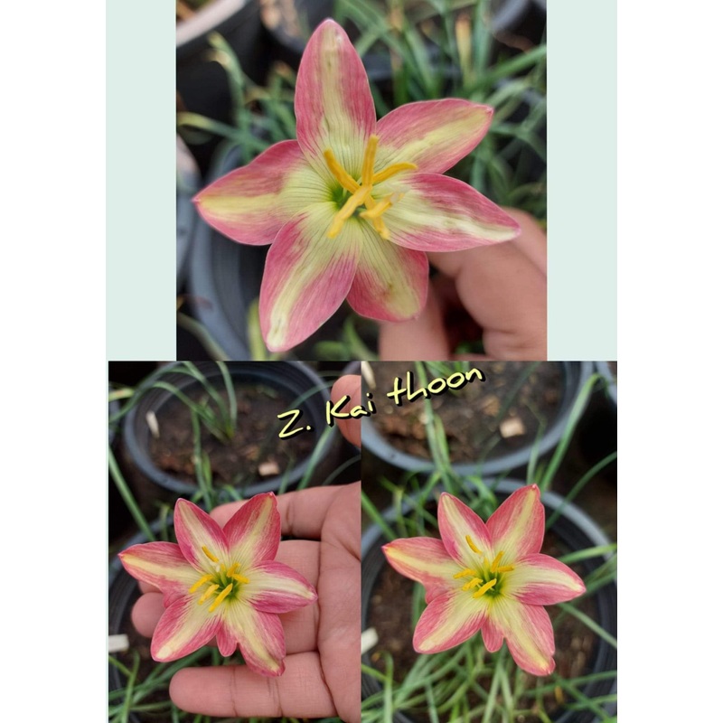 Rain Lily Kai Thoon
