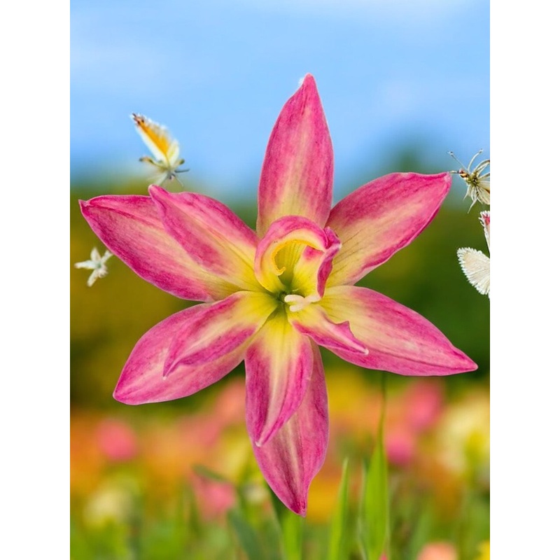 Rain Lily Kanokrat