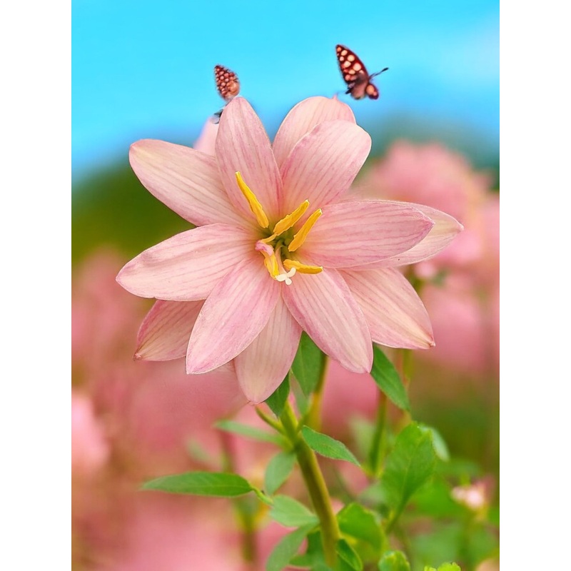 Rain Lily Lovely