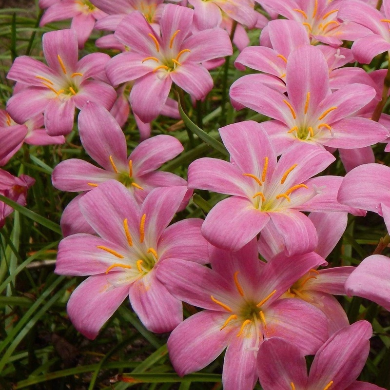 Rain Lily Lovely Pink