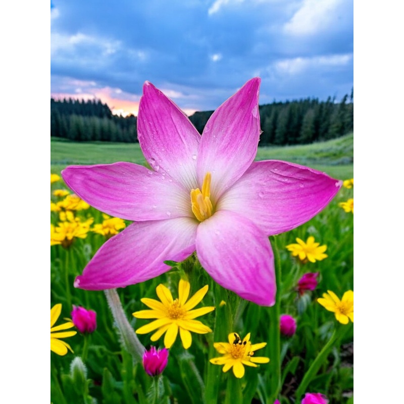 Rain Lily New Labufa