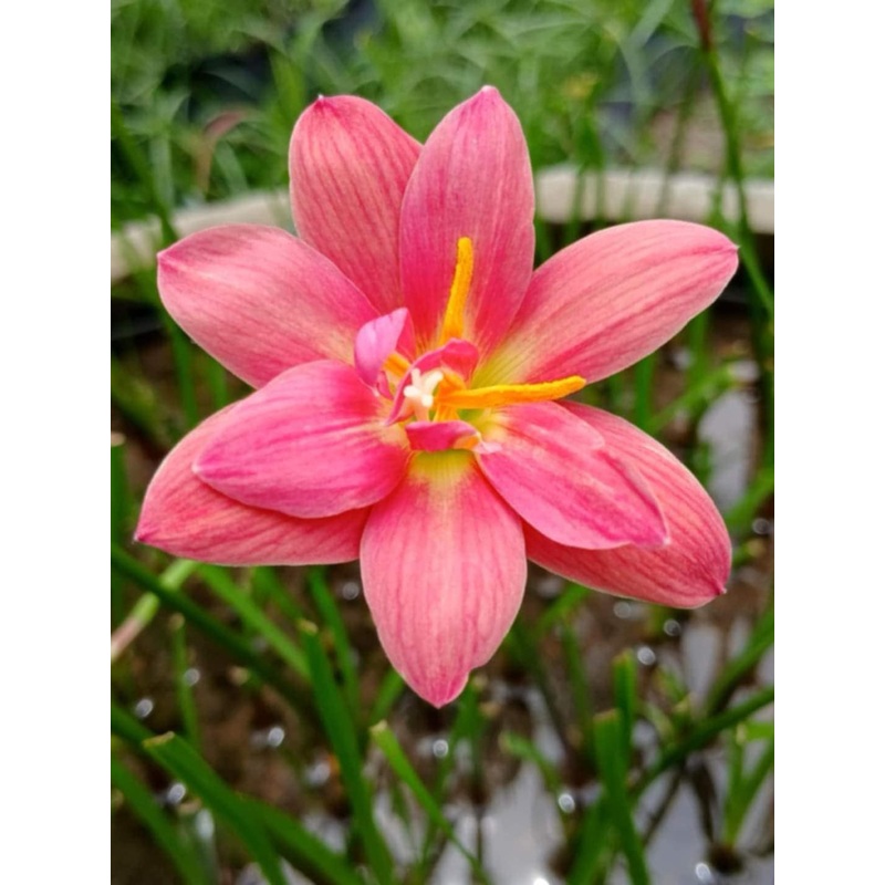 Rain Lily Nong Phonee