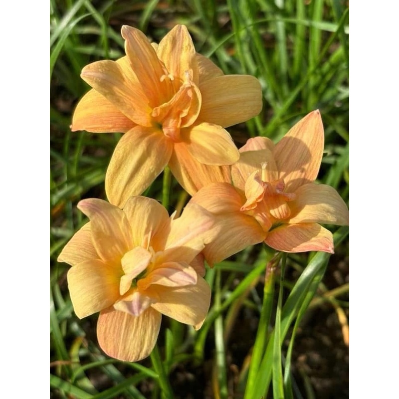 Rain Lily Paradee