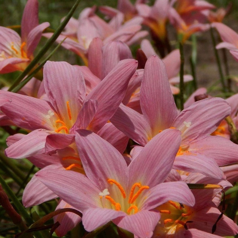 Rain Lily Pink Emerald